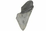 Partial, Fossil Megalodon Tooth - Serrated Blade #210809-1